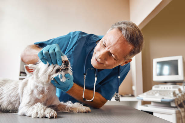 Best Emergency Dental Services for Seniors in Kahaluu Keauhou, HI